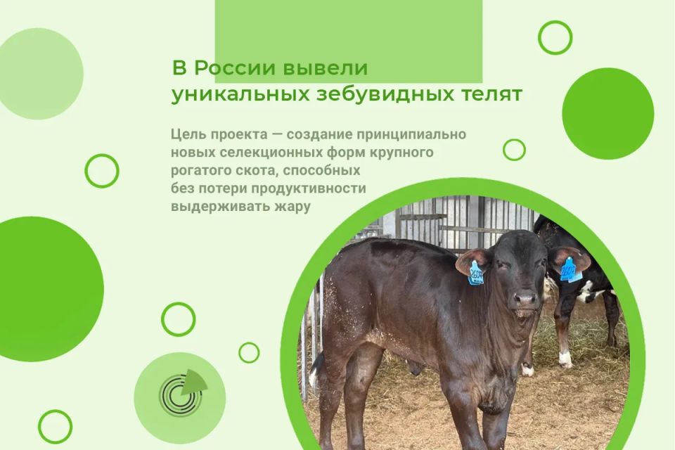 В РОССИИ ВЫВЕЛИ УНИКАЛЬНЫХ ЗЕБУВИДНЫХ ТЕЛЯТ