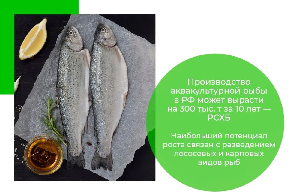ПРОИЗВОДСТВО АКВАКУЛЬТУРНОЙ РЫБЫ РФ МОЖЕТ ВЫРАСТИ НА 300 ТЫС. Т ЗА 10 ЛЕТ — РСХБ