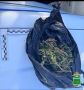 В Ленинском районе инспекторы ДПС задержали водителя мотоблока, перевозившего наркосодержащие растения