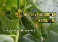 Почему огурцы изгибаются: три причины и что с этим делать