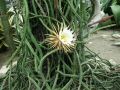 ������� ������ Selinicereus grandiflorus