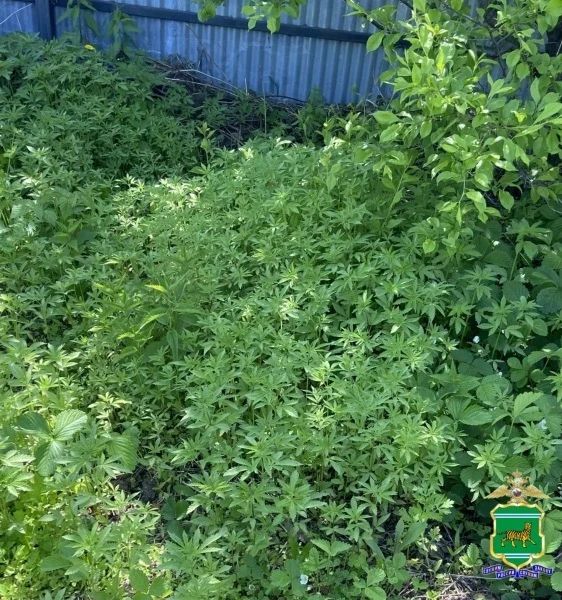 Почти 1300 кустов конопли вырастила жительница ЕАО, чтобы снимать стресс Почти 1300 кустов конопли вырастила жительница ЕАО, чтобы снимать стресс