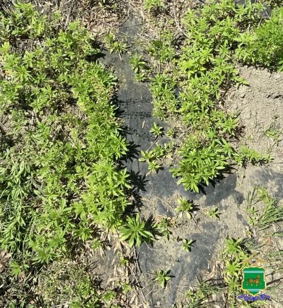 Почти 1300 кустов конопли обнаружили полицейские на огороде жительницы Еврейской автономной области Почти 1300 кустов конопли обнаружили полицейские на огороде жительницы Еврейской автономной области