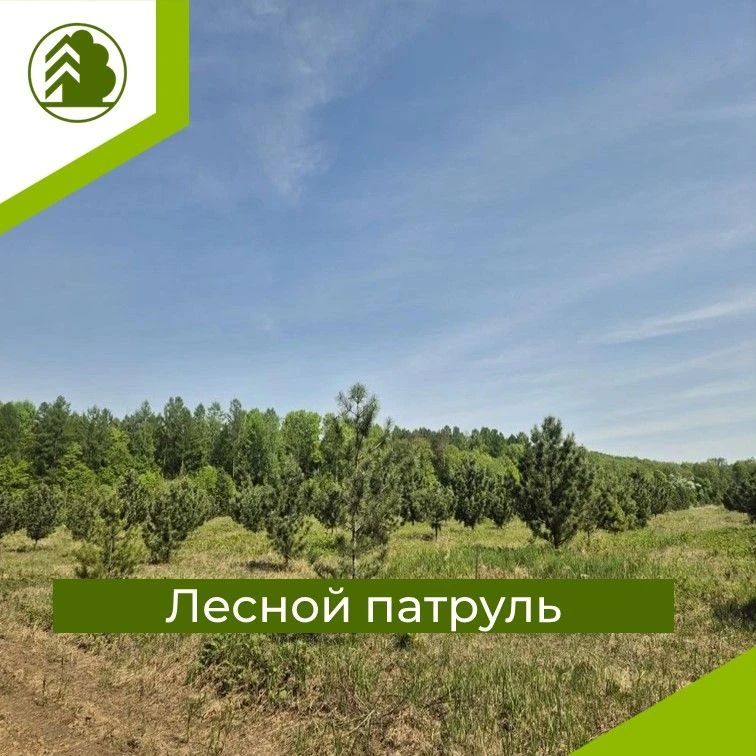 ЛЕТО В ЛЕСУ: ИНСПЕКТОРЫ НА СТРАЖЕ ПОРЯДКА!