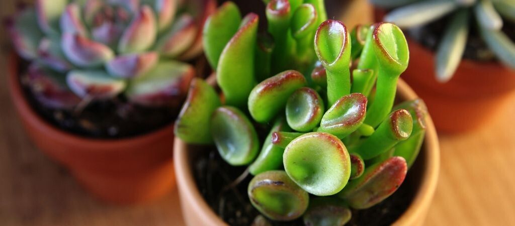 Уникальные крассула: секреты ухода и размножения для современных цветоводов