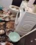 Более 30 мертвых собак и кошек обнаружили в доме ЕАО