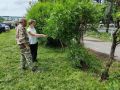 Восстанавливают зеленую зону на месте аварии в районе МФЦ в Биробиджане