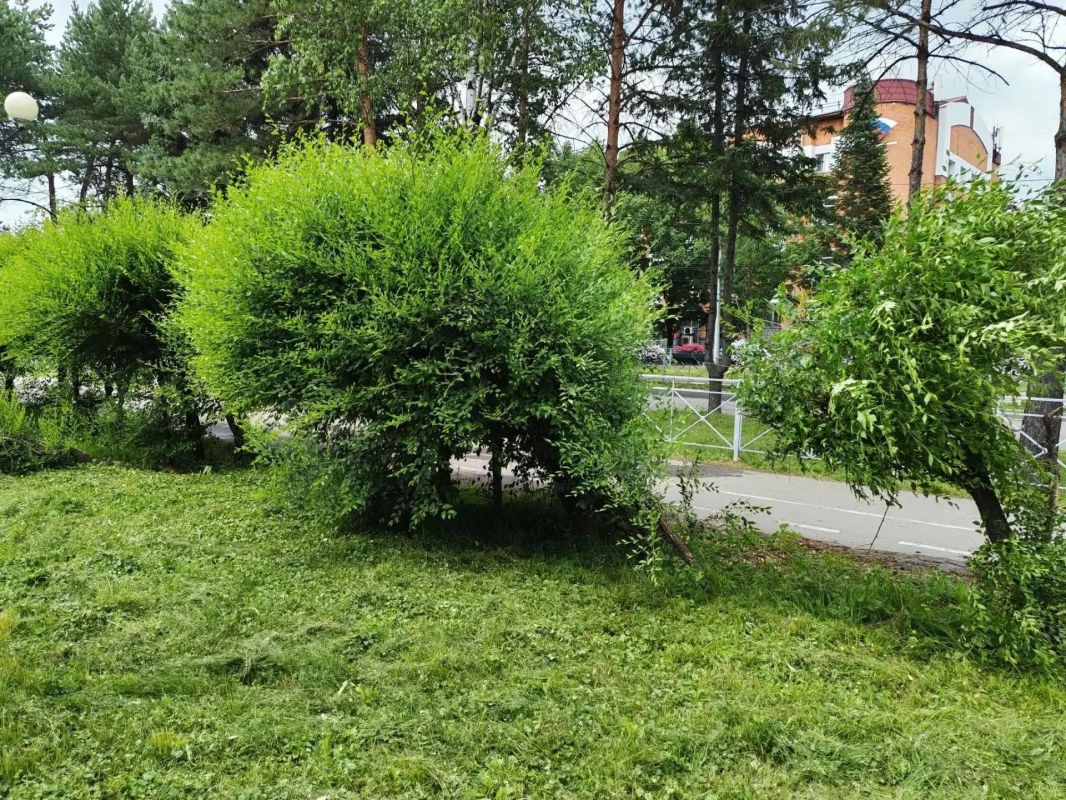 Восстанавливают зеленую зону на месте аварии в районе МФЦ в Биробиджане Восстанавливают зеленую зону на месте аварии в районе МФЦ в Биробиджане