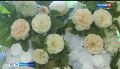 Медаль «За Любовь и верность» в ЕАО вручили девяти супружеским парам