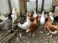 Курятник мечты: как преобразить пространство для кур