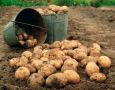 Как получить максимальный урожай картошки: секреты агрономов