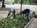 В городе приводят в надлежащий вид газоны и клумбы