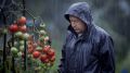 Как защитить томаты от дождя и холода: полезные советы для садоводов