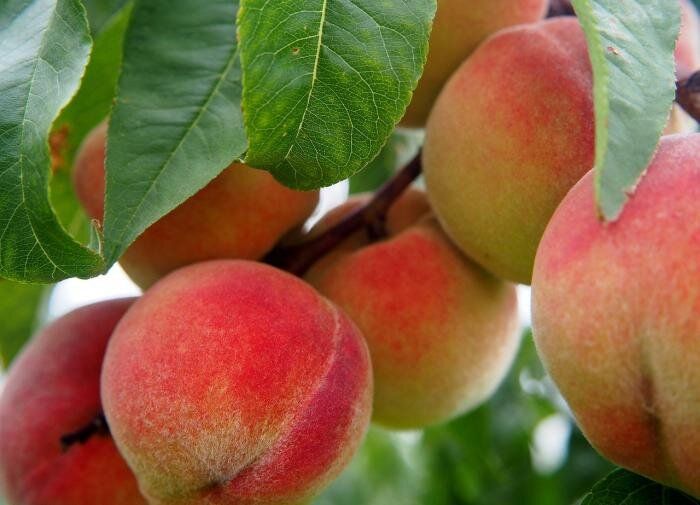 Секреты успешного ухода за персиками