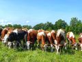 В ЕАО выделили более 10 млн рублей на поддержку производителей молока