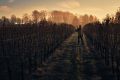 Фотографии о вине: итоги конкурса Louis Jadot Wine Photographer of the Year 2026