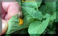 Необычное решение для борьбы с колорадским жуком: настой из жуков