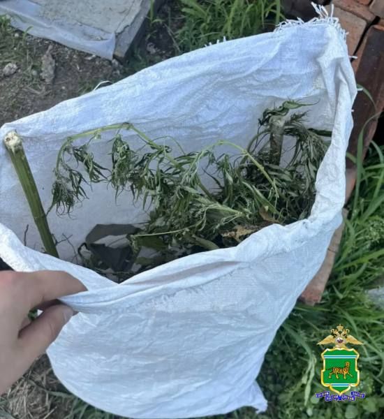 В ходе первого этапа операции «Мак» полицейскими ЕАО выявлено 39 очагов произрастания дикорастущей конопли В ходе первого этапа операции «Мак» полицейскими ЕАО выявлено 39 очагов произрастания дикорастущей конопли