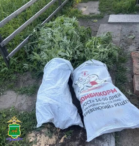В ходе первого этапа операции «Мак» полицейскими ЕАО выявлено 39 очагов произрастания дикорастущей конопли В ходе первого этапа операции «Мак» полицейскими ЕАО выявлено 39 очагов произрастания дикорастущей конопли