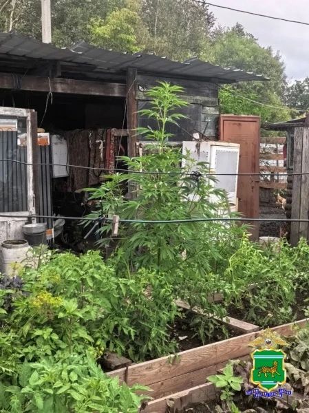 В Биробиджанском районе сотрудники полиции изъяли у местной жительницы 395 кустов конопли В Биробиджанском районе сотрудники полиции изъяли у местной жительницы 395 кустов конопли