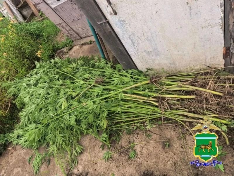 Жительница с. Раздольное ЕАО, случайно обнаружила в огороде 395 кустов конопли и ухаживала за ними Жительница с. Раздольное ЕАО, случайно обнаружила в огороде 395 кустов конопли и ухаживала за ними