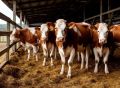 Поголовье КРС сократилось в 70 регионах России, но выросло на Орловщине, которую возглавляет губернатор-коммунист
