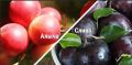 Алыча или слива: как их отличить и что из них приготовить?