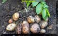 Оригинальные способы сбора урожая картофеля: как увеличить урожай без выкапывания