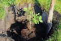 Как правильно посадить жимолость: полное руководство