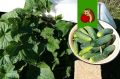 Как продлить плодоношение огурцов: простые способы сохранить урожай дольше