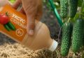 Как уксус может продлить урожай огурцов и томатов до зимы