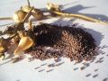 Август: время собирать семена для цветника будущего