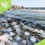 Росрыболовство планируют запустить эксперимент по вылову медуз в Азовском море