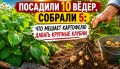 Почему картофель не радует большим урожаем: основные причины и советы