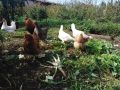 Секреты успешного содержания кур несушек на приусадебном участке