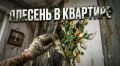 Как победить плесень в квартире: советы и рекомендации