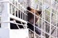 Поиски медведя начались в Октябрьском районе ЕАО