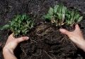 Как пересадить примулы в конце лета для яркого цветения весной