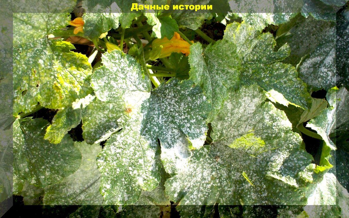 Эффективные методы борьбы с мучнистой росой на овощах в конце лета