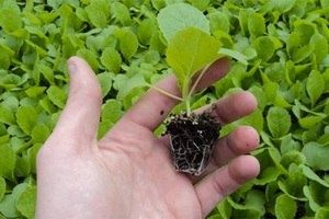 Выращивание белокочанной капусты в июне: секреты успеха