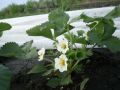 Ошибки при зимнем укрытии клубники: как не потерять урожай