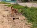 10-летнего ребенка укусила за ногу бродячая собака в Биробиджане