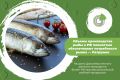 ОБЪЕМЫ ПРОИЗВОДСТВА РЫБЫ В РФ ПОЛНОСТЬЮ ОБЕСПЕЧИВАЮТ ПОТРЕБНОСТИ РЫНКА — ПАТРУШЕВ