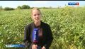 В ЕАО на ежегодном форуме «Агро» представили новейшие образцы техники
