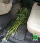 "Букет" из 19 кустов конопли обнаружили полицейские в машине у жителя Облученского района ЕАО