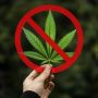 Внимание: незаконное культивирование наркосодержащих растений влечет ответственность