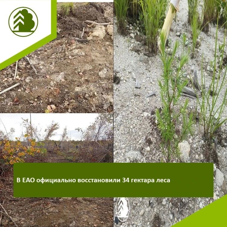 В ЕАО официально восстановили 34 гектара леса