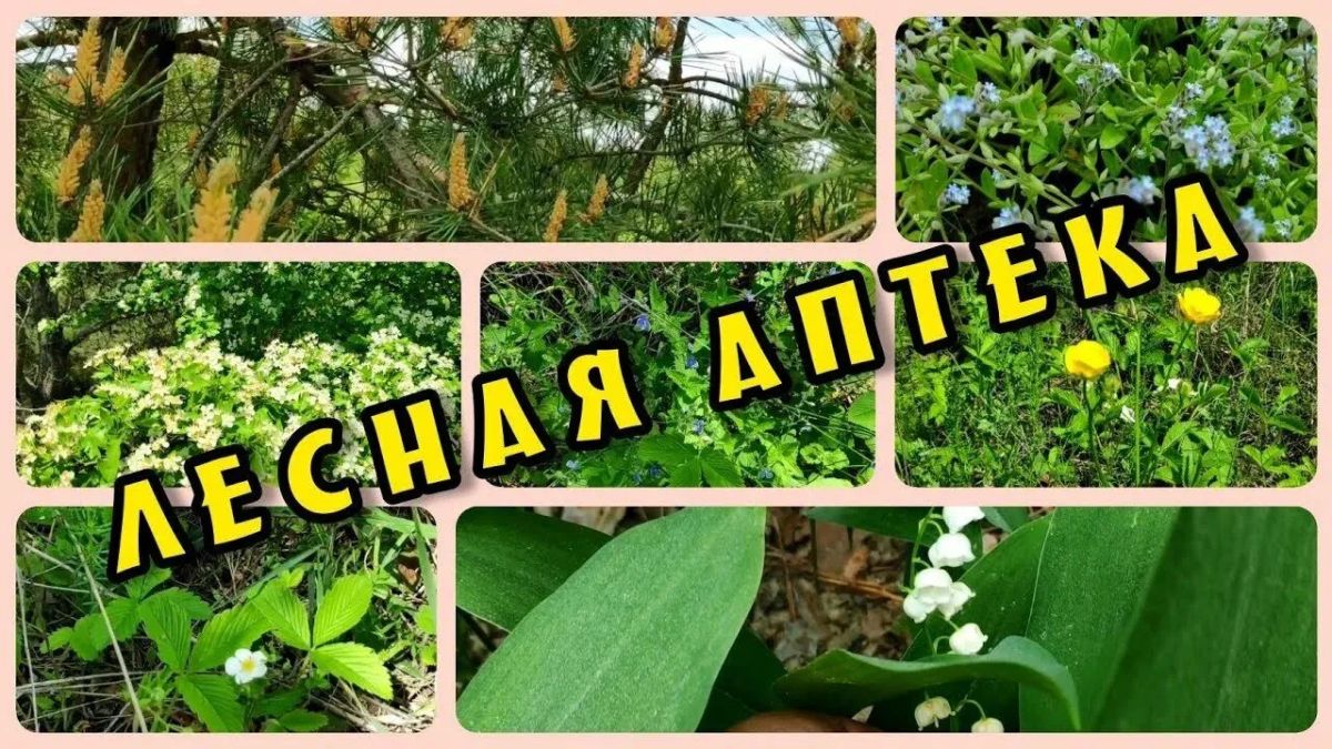 «Лесные аптеки»: как природа дарит нам лекарства и почему их нужно беречь «Лесные аптеки»: как природа дарит нам лекарства и почему их нужно беречь